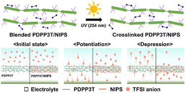 ToC graphic for Crosslinking-Induced Anion Transport Control for Enhancing Linearity in Organic Synaptic Devices